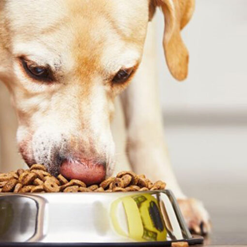 Le 7 Migliori Marche di Cibo in Umido per il Tuo Cane PetMania
