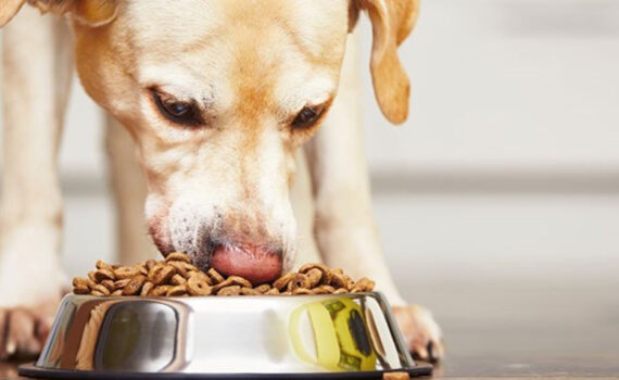 Le 7 Migliori Marche di Cibo in Umido per il Tuo Cane PetMania