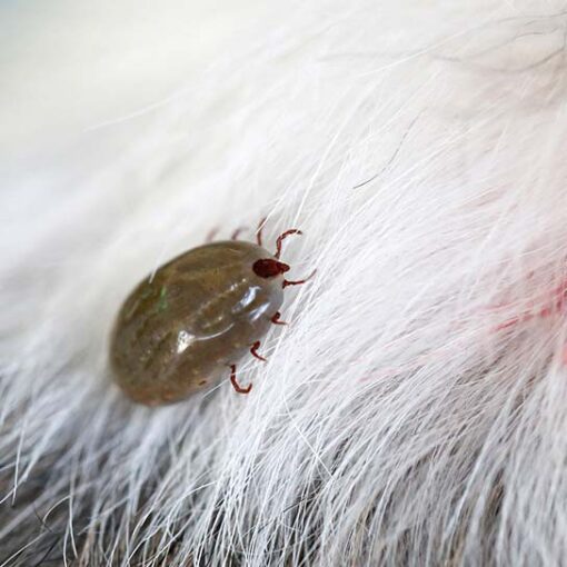 Perché le Zecche Sono un Problema Serio per il Tuo Cane iMania