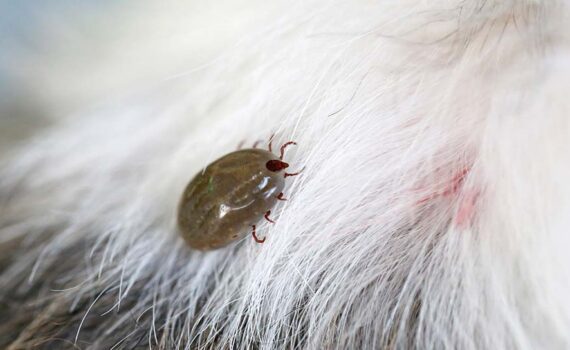 Perché le Zecche Sono un Problema Serio per il Tuo Cane iMania