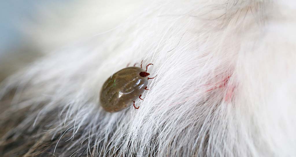 Perché le Zecche Sono un Problema Serio per il Tuo Cane
iMania
