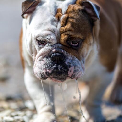 Perché il Bulldog Saliva Così Tanto? Cause e Soluzioni Pratiche petmania