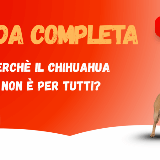 Perché il Chihuahua non è per tutti? -Guida completa PetMania-