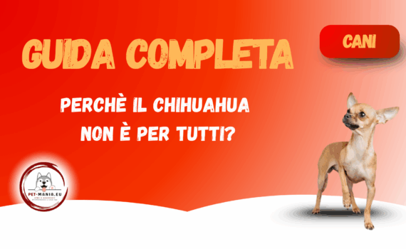 Perché il Chihuahua non è per tutti? -Guida completa PetMania-
