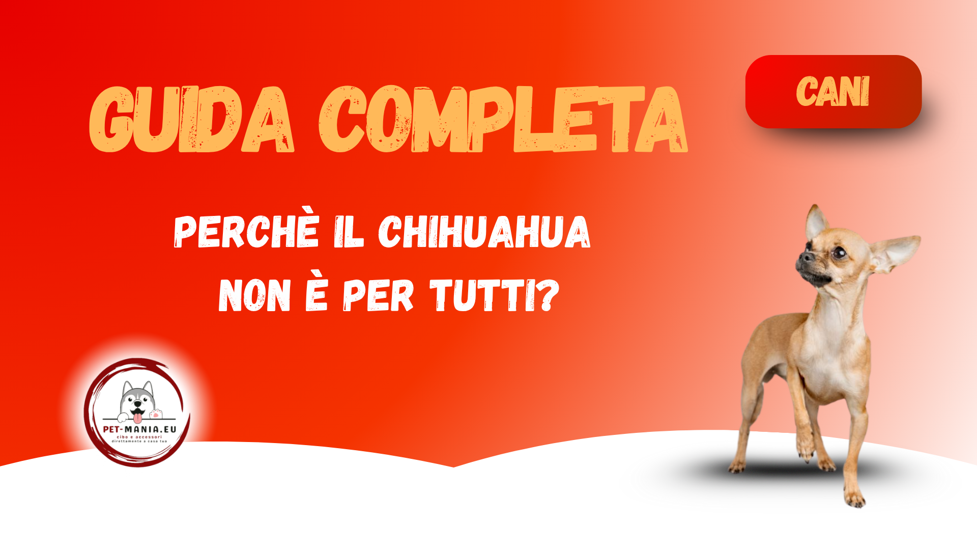 Perché il Chihuahua non è per tutti? -Guida completa PetMania-