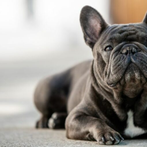 Perché il Bulldog Francese russa così tanto? iMania