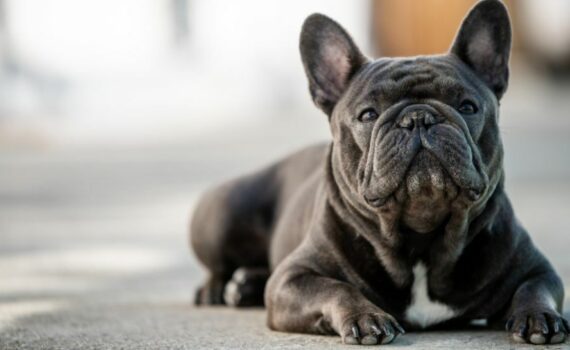 Perché il Bulldog Francese russa così tanto? iMania