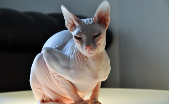Perché il gatto Sphynx si ammala facilmente -petMania-