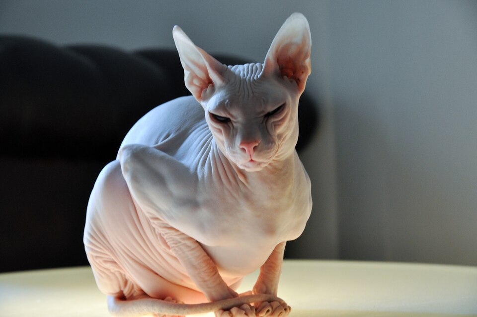 Perché il gatto Sphynx si ammala facilmente -petMania-