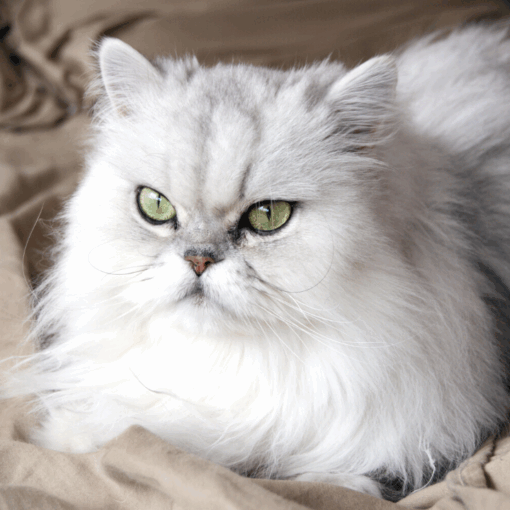 Perché il gatto persiano piange spesso -petMania-