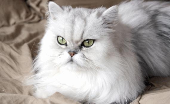 Perché il gatto persiano piange spesso -petMania-