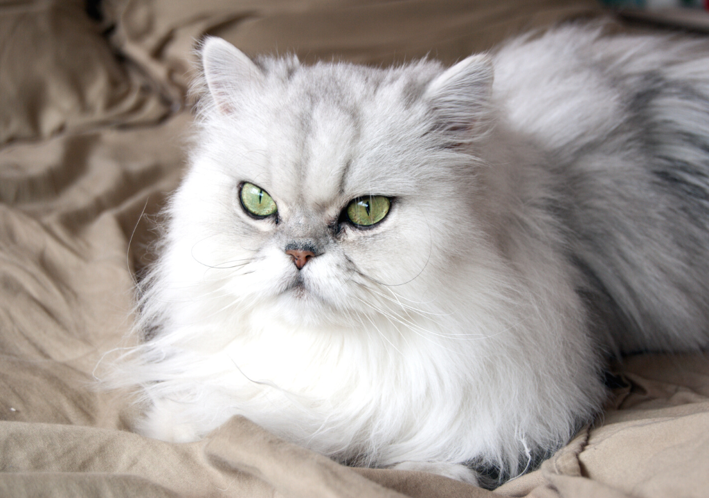 Perché il gatto persiano piange spesso -petMania-