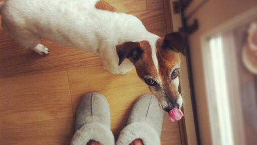 Perché il Jack Russell si lecca sempre? PetMania