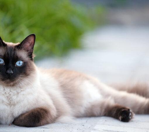 Perché il Gatto Siamese è Aggressivo -petMania-
