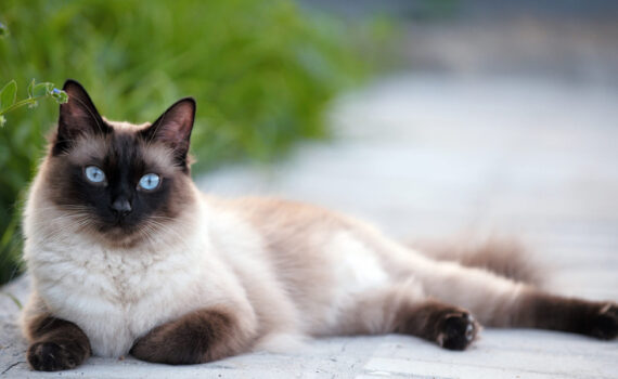 Perché il Gatto Siamese è Aggressivo -petMania-