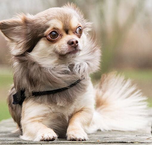Perché il Chihuahua trema? Cause e Soluzioni Pratiche PetMania