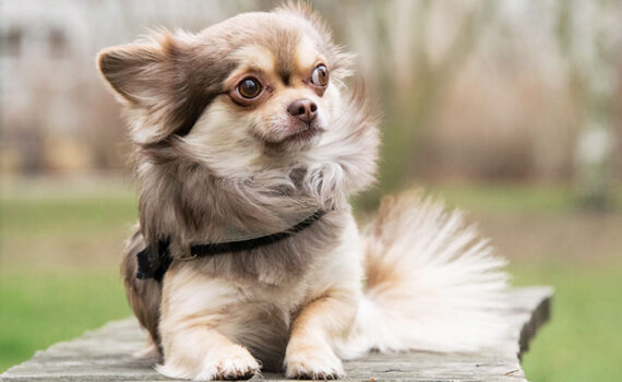 Perché il Chihuahua trema? Cause e Soluzioni Pratiche PetMania