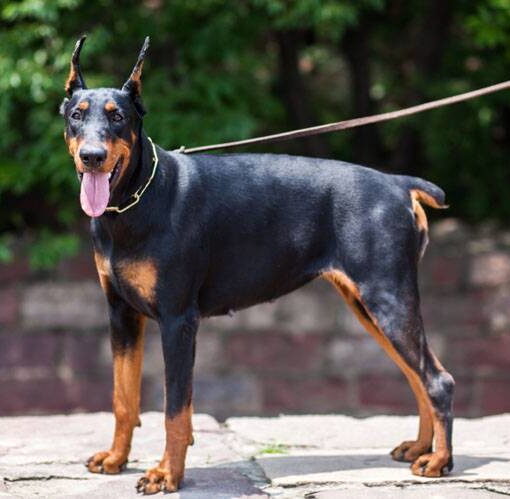 Perché al Doberman Tengono le Orecchie Alzate? -PetMania-