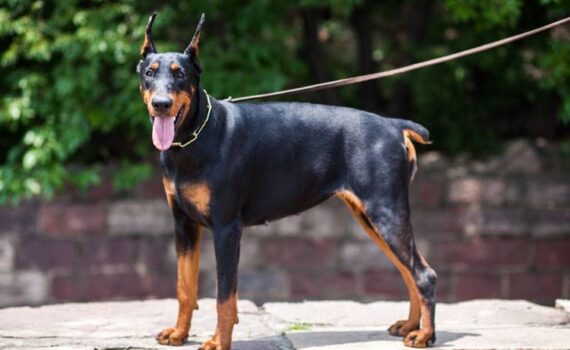 Perché al Doberman Tengono le Orecchie Alzate? -PetMania-