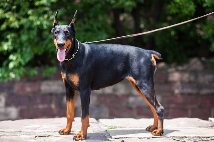 Perché al Doberman Tengono le Orecchie Alzate? -PetMania-