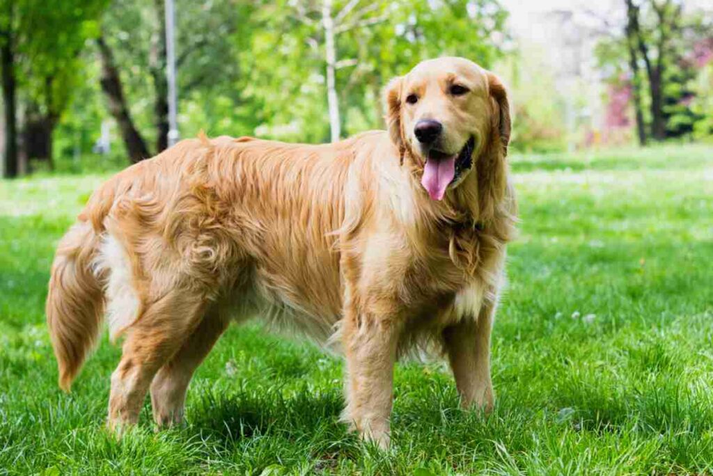 Perché il Golden Retriever perde così tanto pelo? Cause e Soluzioni
PetMania