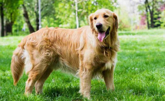 Perché il Golden Retriever perde così tanto pelo? Cause e Soluzioni PetMania