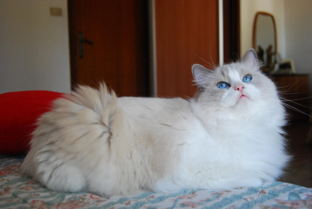 Perché il gatto Ragdoll preferisce vivere in casa? -PetMania-