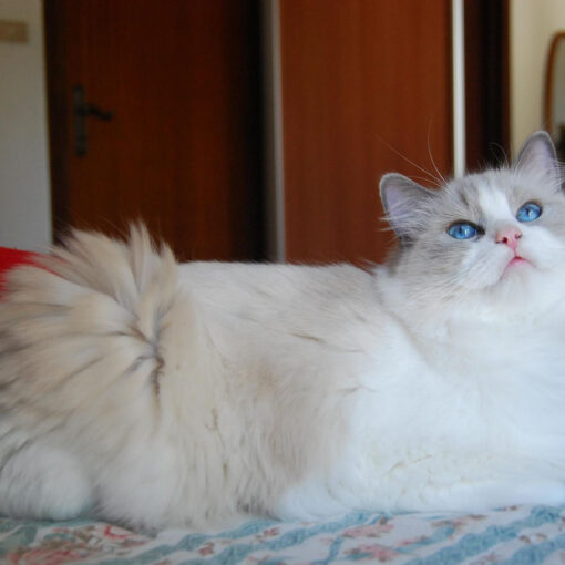 Perché il gatto Ragdoll preferisce vivere in casa? -PetMania-