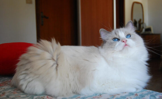 Perché il gatto Ragdoll preferisce vivere in casa? -PetMania-